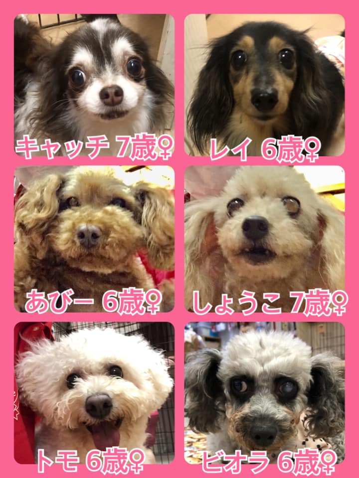 🐾今日の里親様募集中ワンコ🐶メンバーです🐾2020,6,6